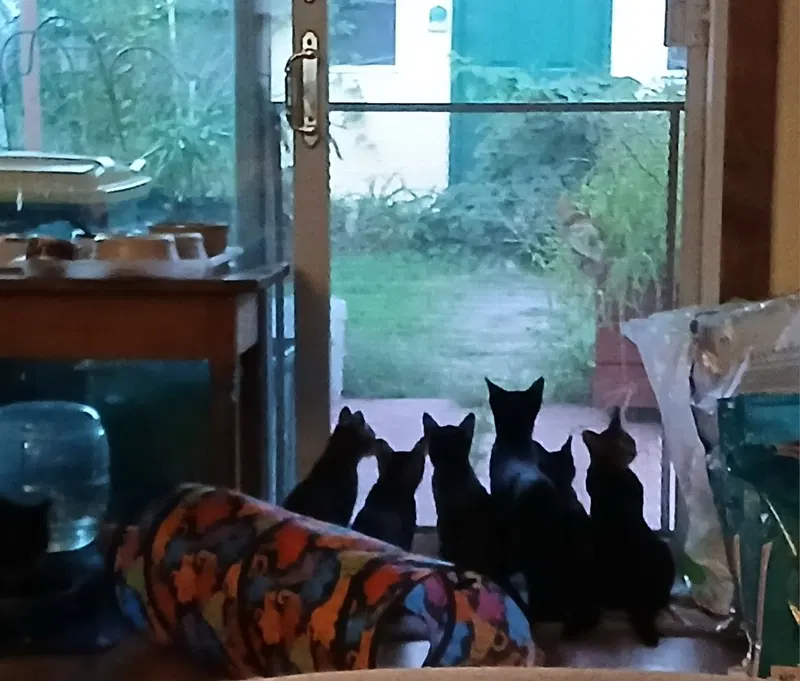 Licorice, Willow Grove area,, photo 2