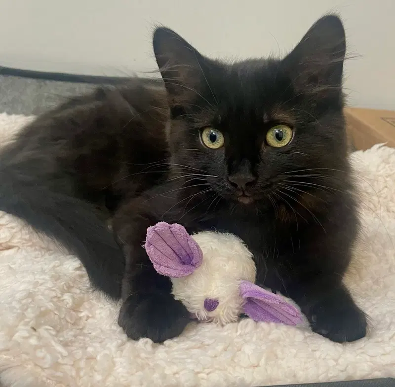 Nori, a female kitten up for adoption