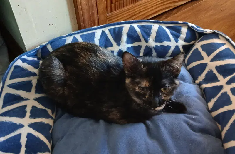 Persia, Willow Grove PS, a female kitten up for adoption