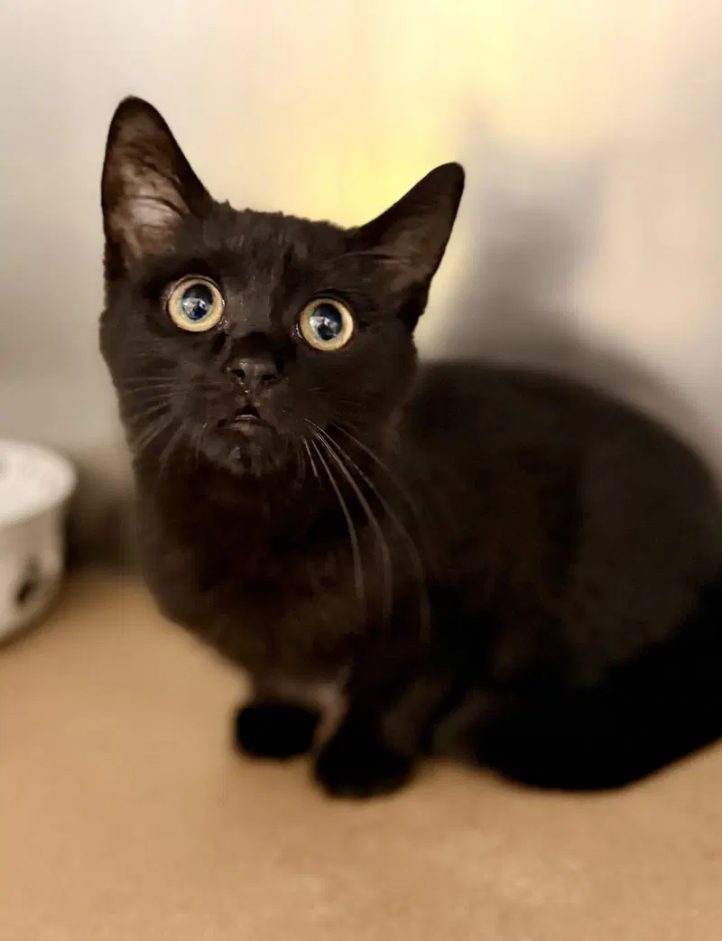 Salem, a male kitten up for adoption