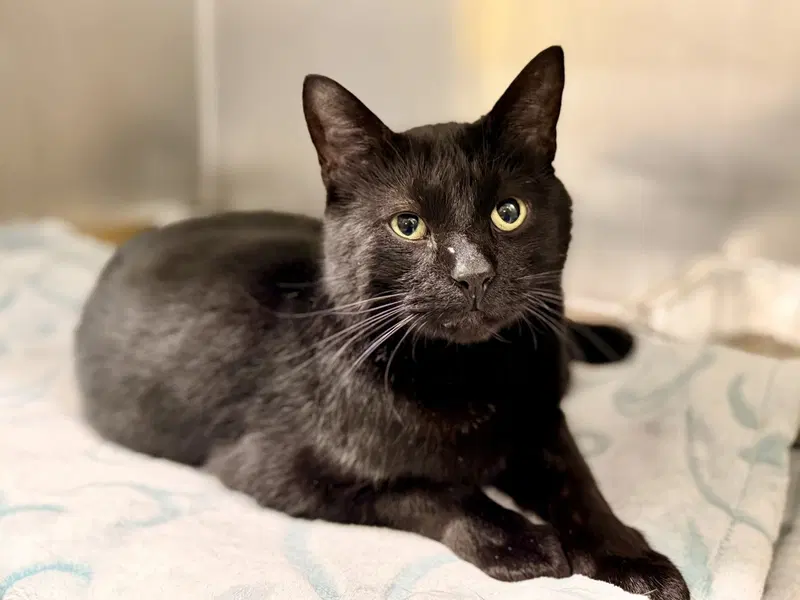 Bucky, an adult male cat up for adoption
