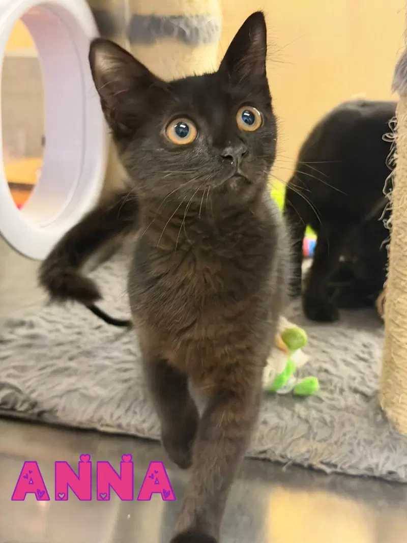 Anna, a female kitten up for adoption