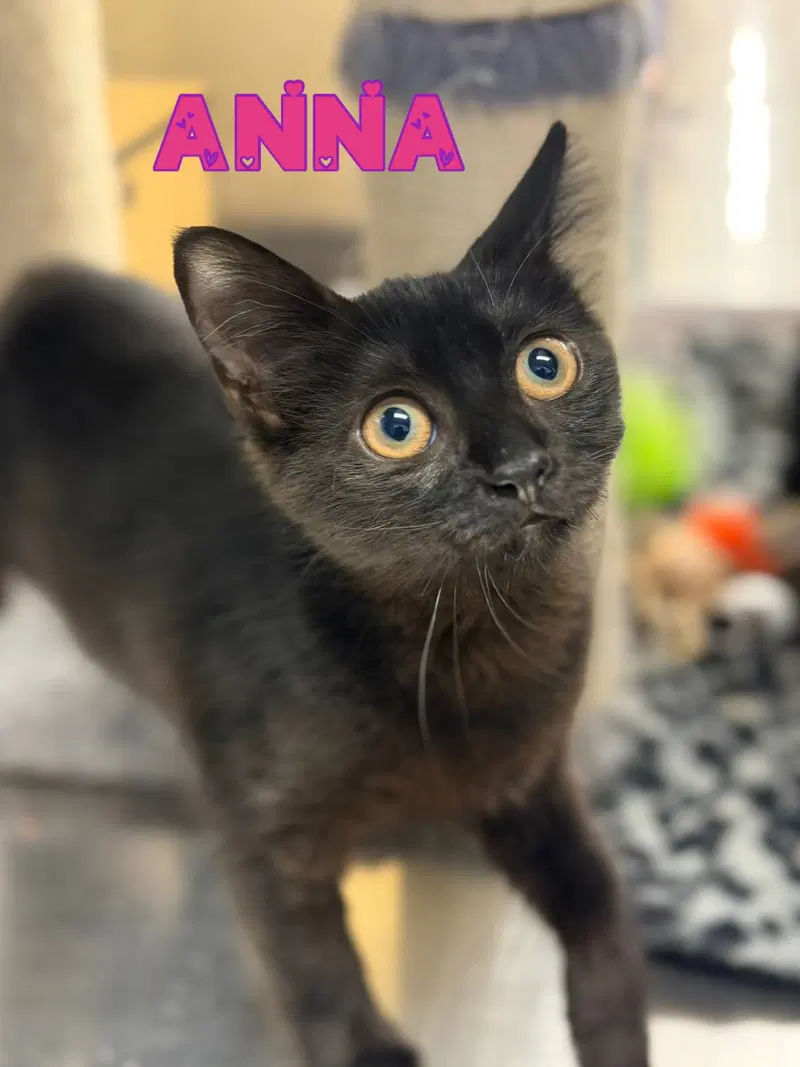 Anna, photo 3
