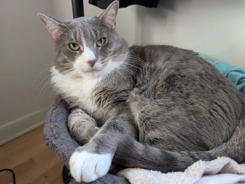 Rhodes, an adult male cat up for adoption