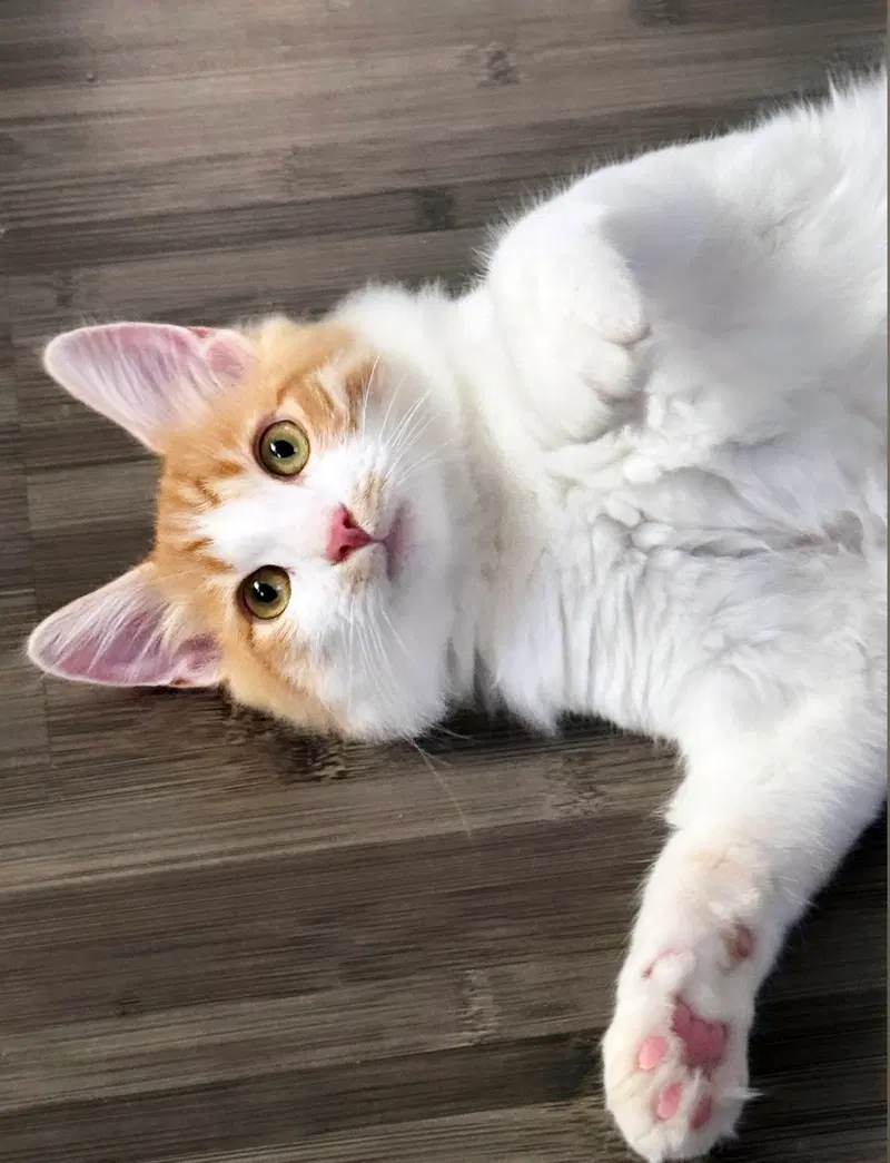 Toby, a male Tabby kitten up for adoption