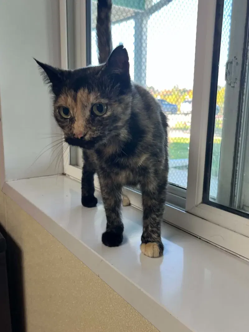 Ingrid, an adult female Tortoiseshell cat up for adoption