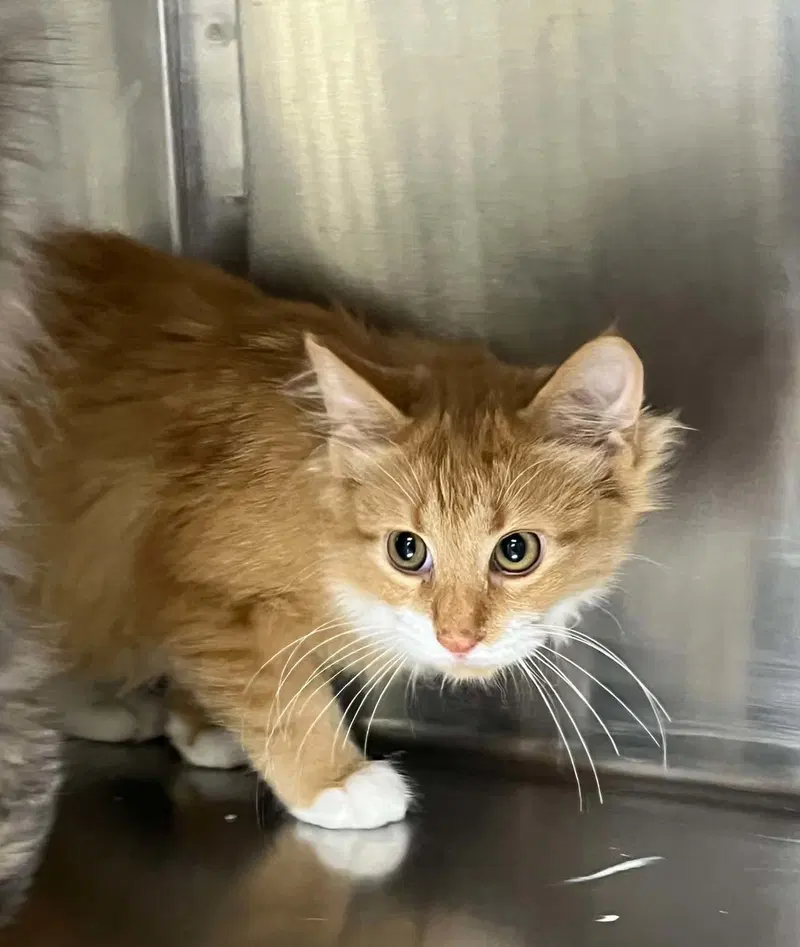 Isaac, a young male cat up for adoption