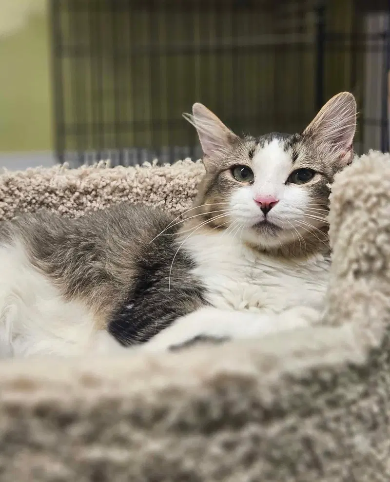 Harold AND Calculator, male kittens up for adoption
