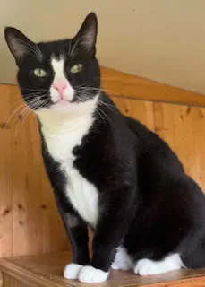 Jesse, an adult male Tuxedo cat up for adoption