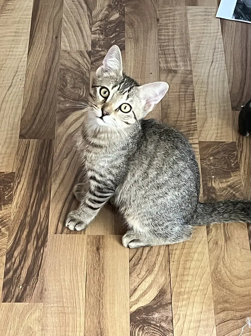 Crabgrass, a young male cat up for adoption