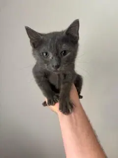 Alvin, a male Russian Blue cat up for adoption