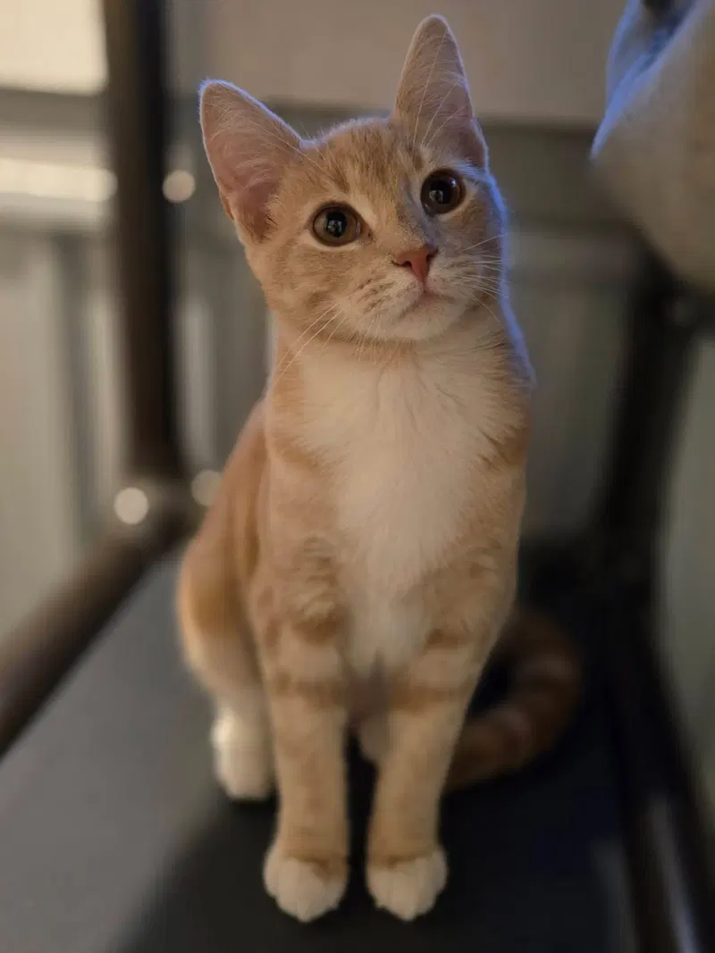 Lillian, a young female cat up for adoption