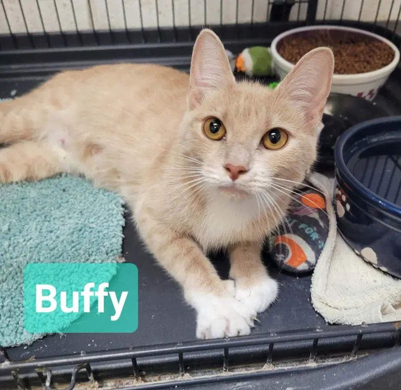 Buffy, an adult female cat up for adoption