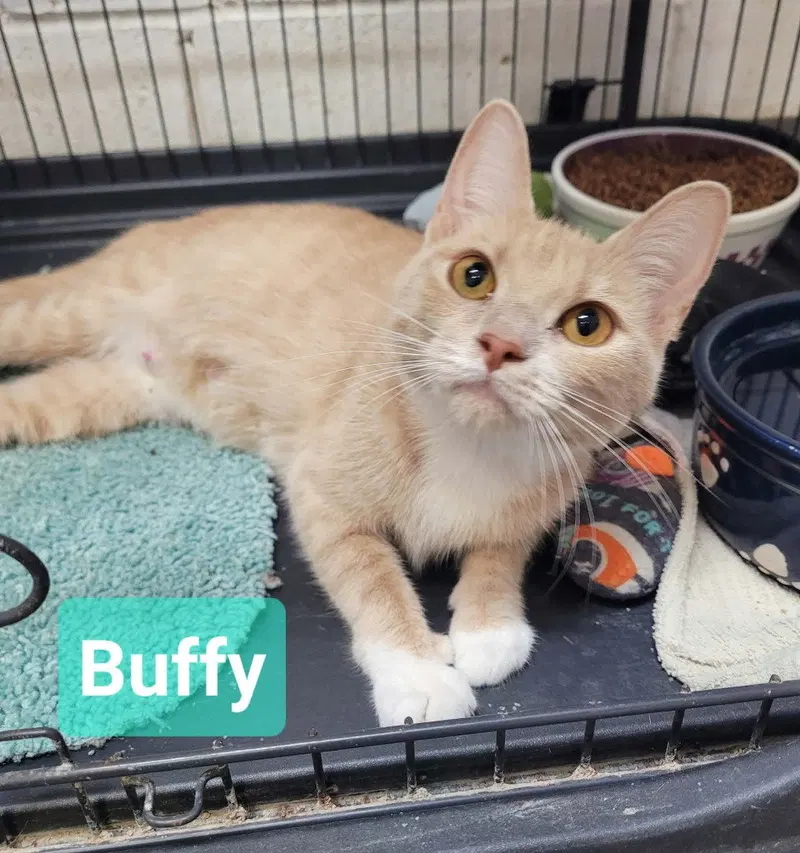 Buffy, photo 2