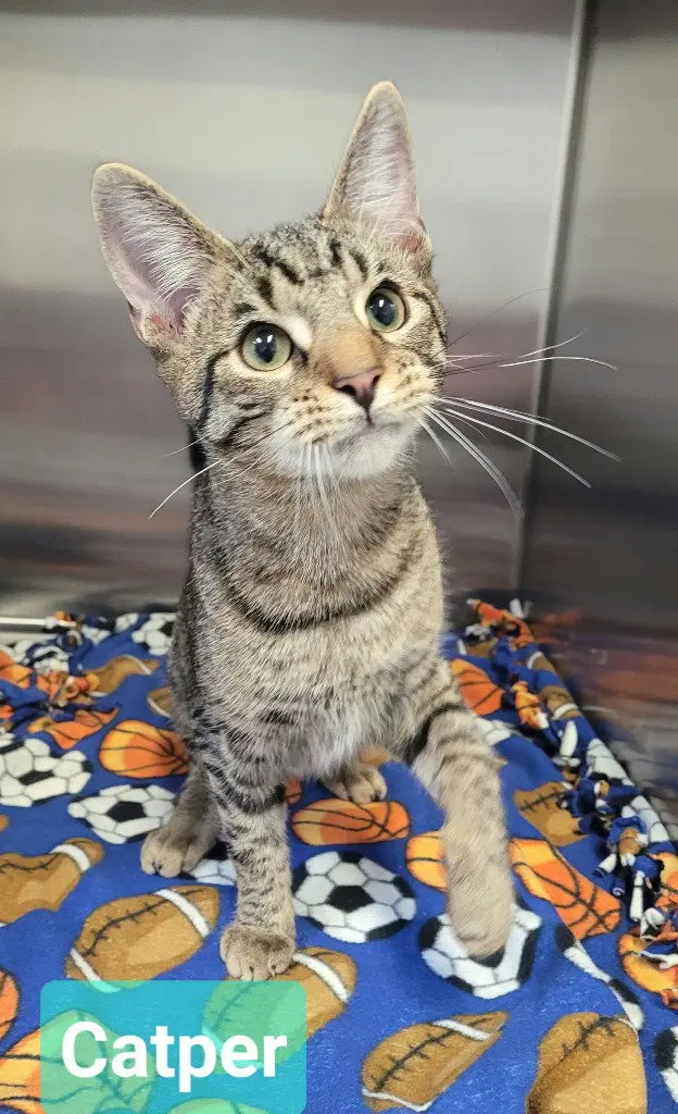 Catper, a young male cat up for adoption