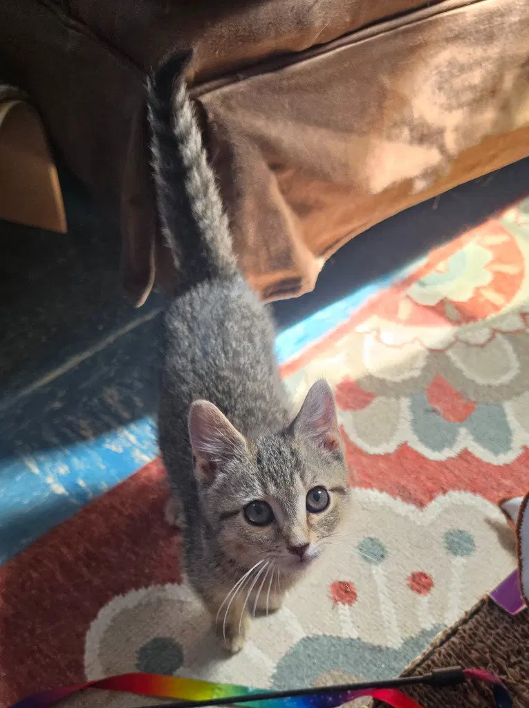 Louise, a female American Shorthair kitten up for adoption