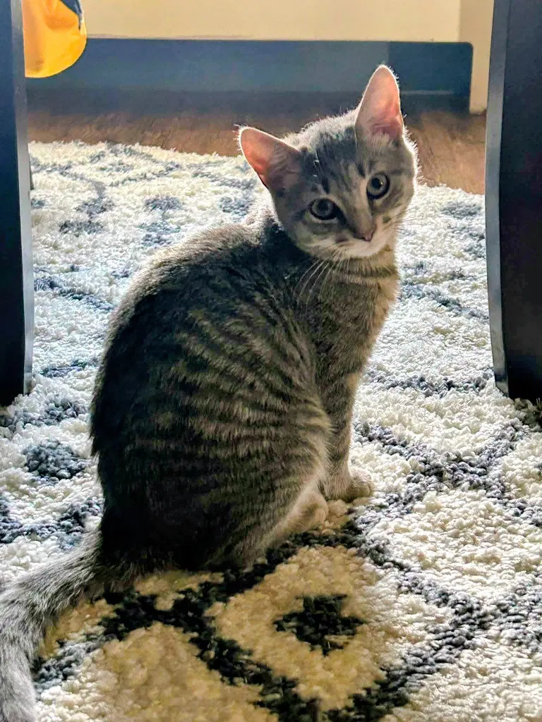 Gracie, a young female American Shorthair cat up for adoption