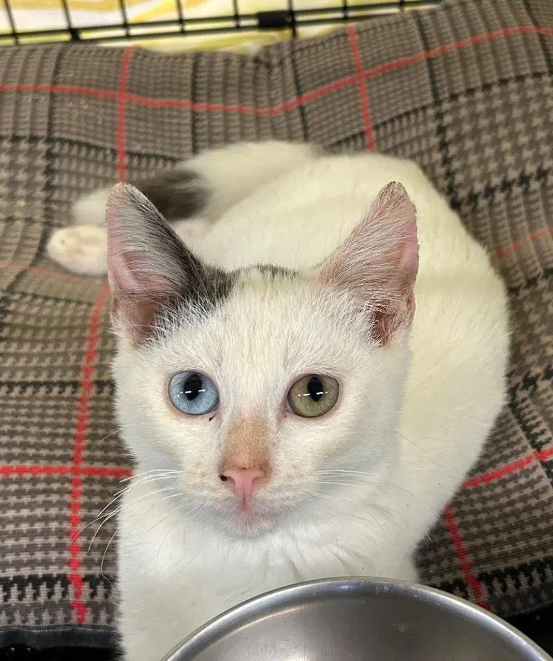 Bowie, a male kitten up for adoption