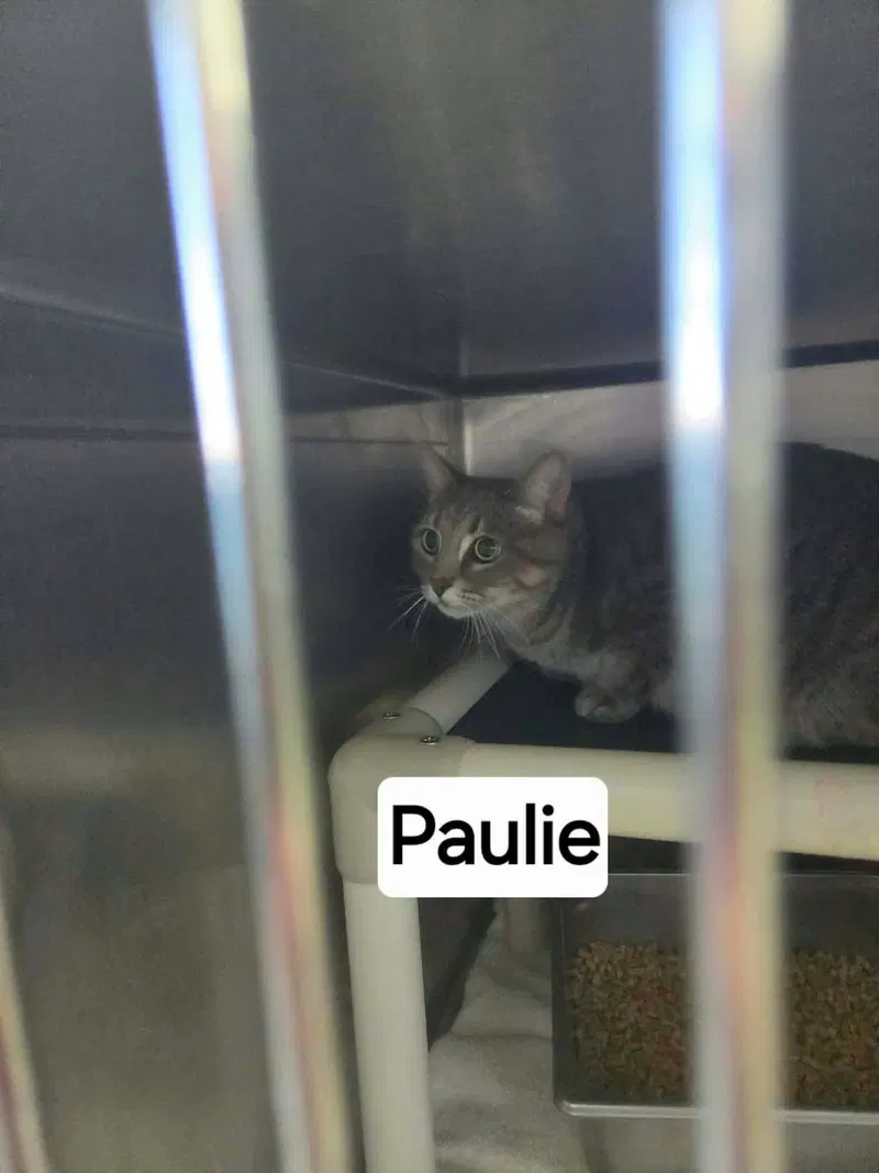 Paulie, photo 4