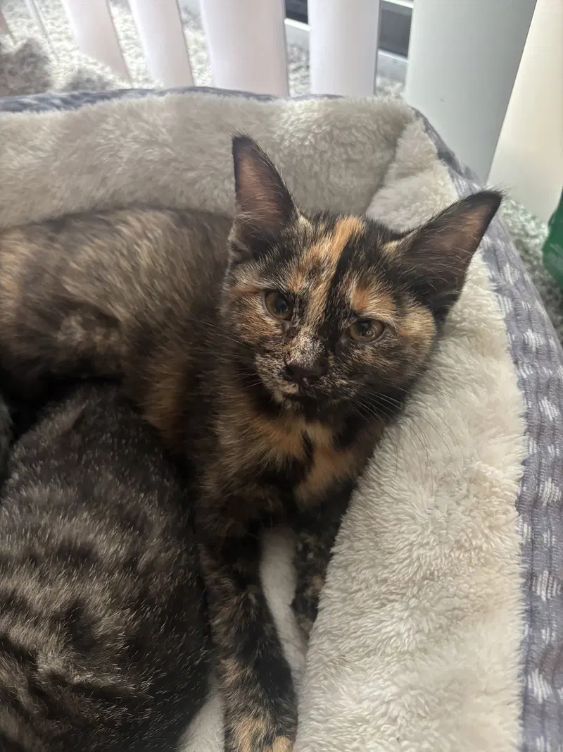 Kitten Peach, a female kitten up for adoption