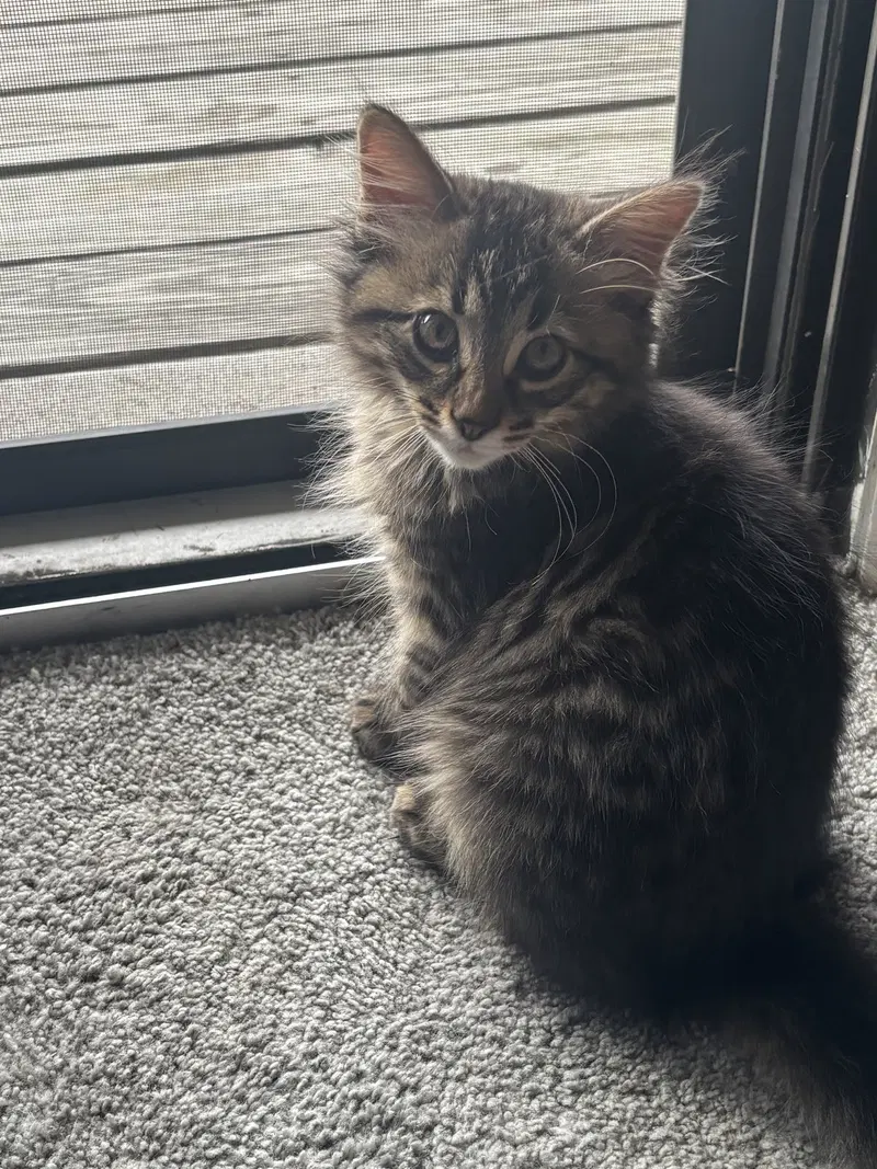 Kitten Toad, photo 2