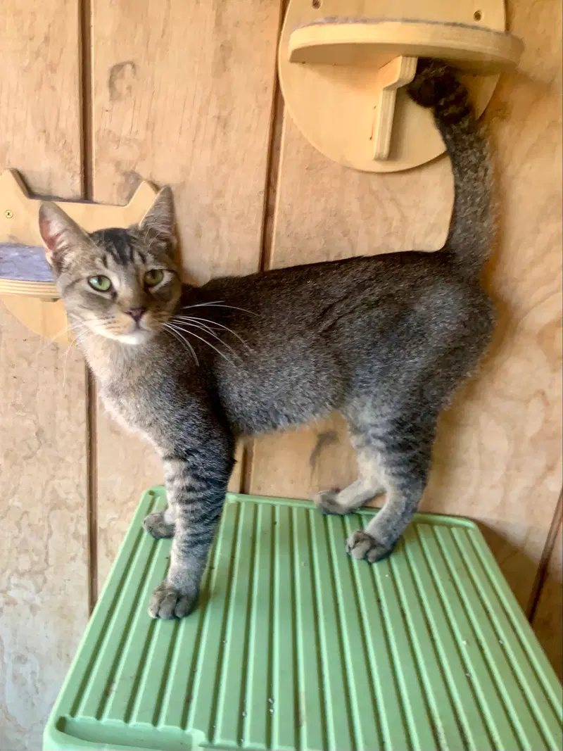 Sirius, an adult male Tabby cat up for adoption
