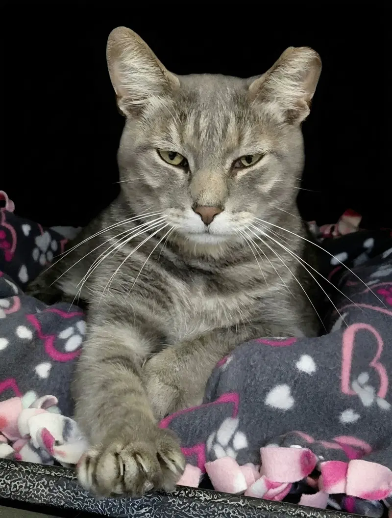 Millie, an adult female cat up for adoption