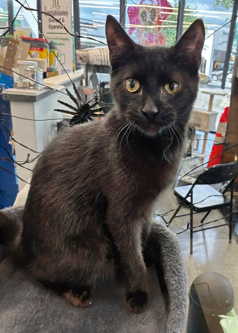 Cory 4.6.26, a young male cat up for adoption