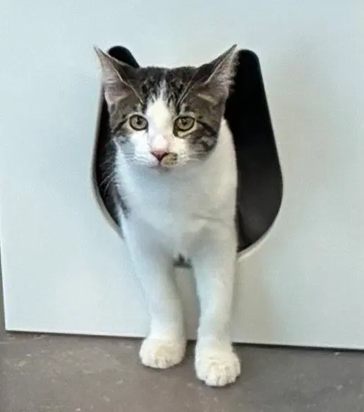 Molly 3.30.26, a young female cat up for adoption