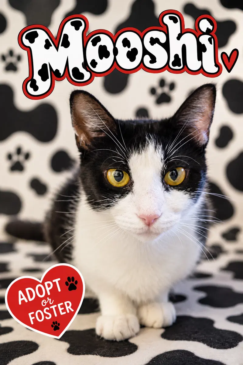 Mooshi, a young female cat up for adoption
