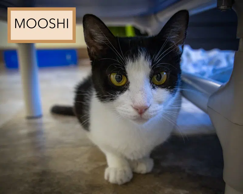 Mooshi, photo 2