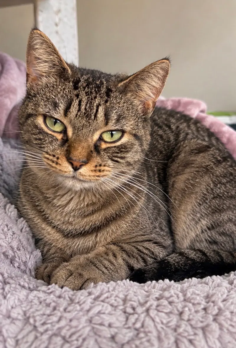 Clara, photo 2