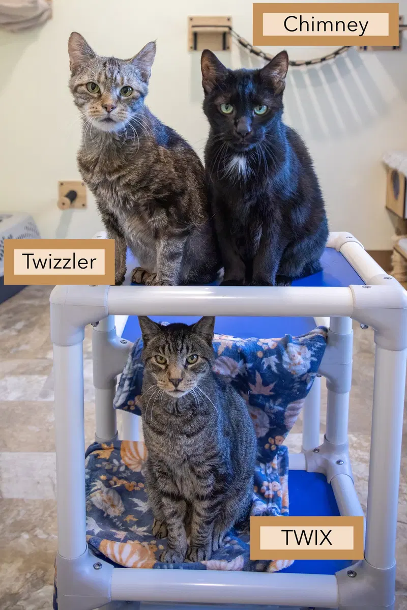 Twix, photo 4