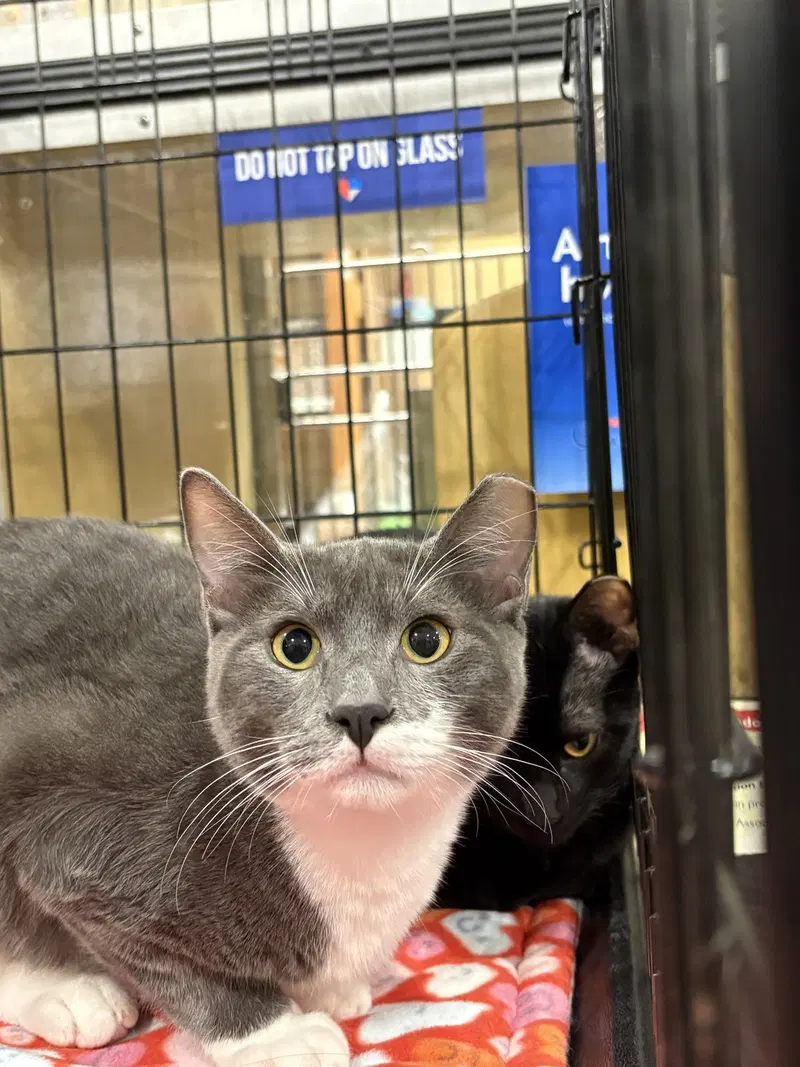Jules, a young male cat up for adoption