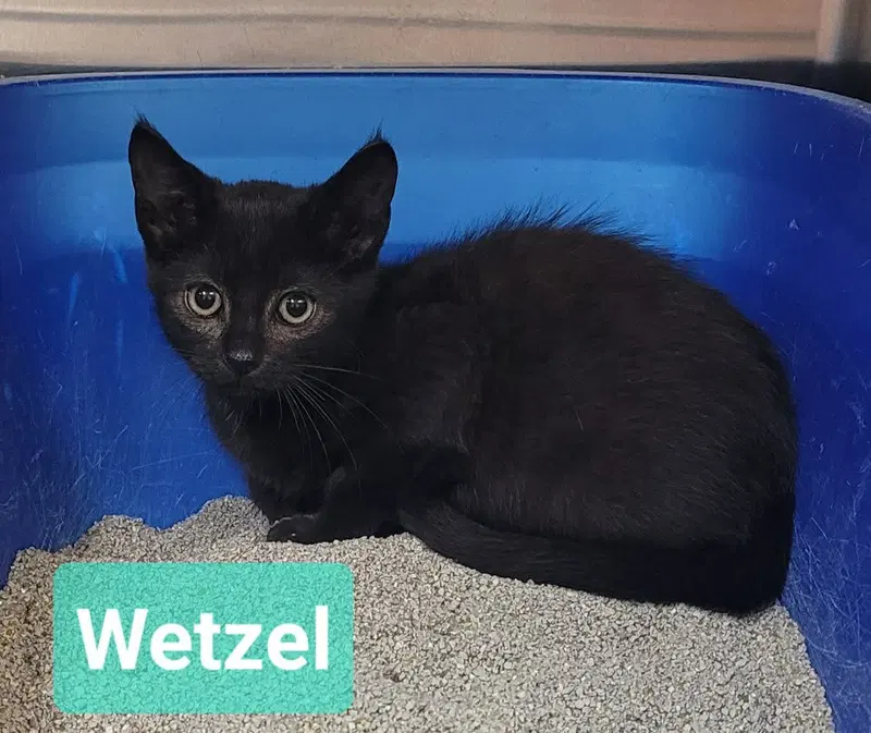 Wetzel, photo 4