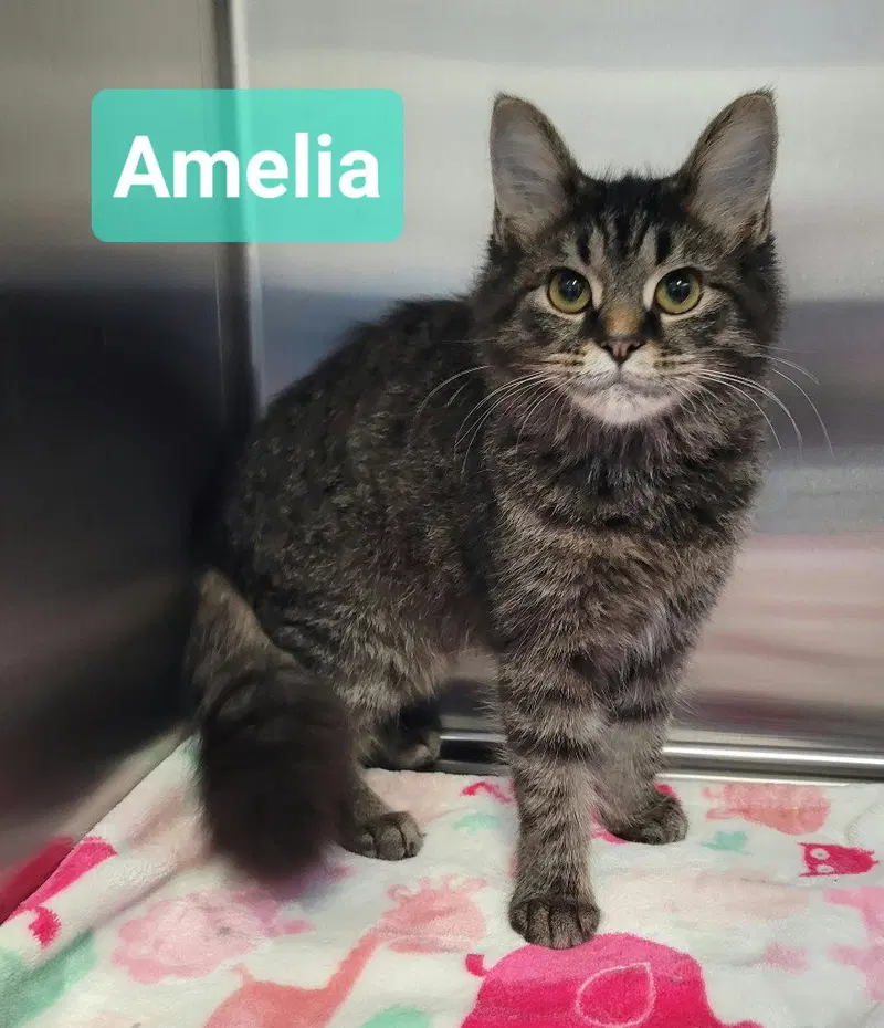 Amelia, a female kitten up for adoption