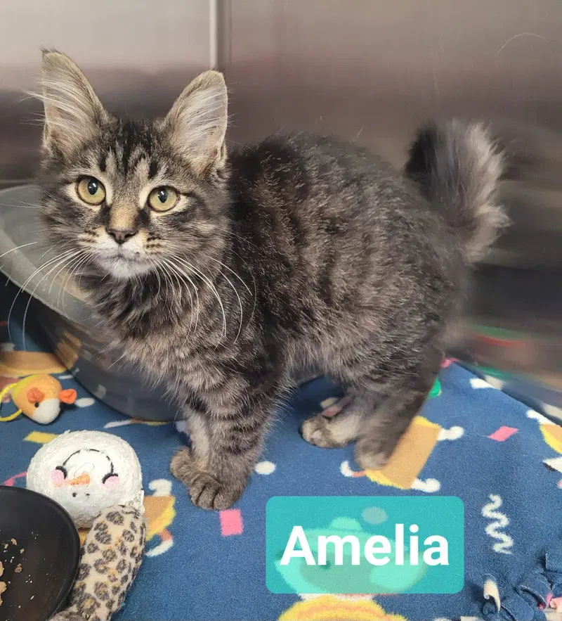Amelia, photo 3
