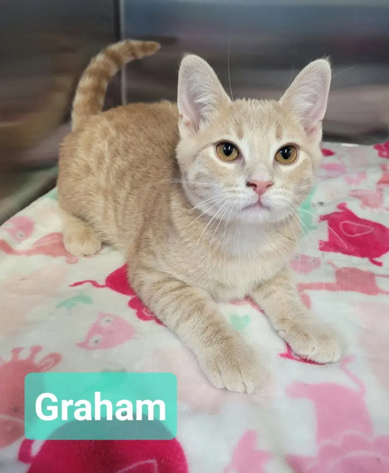 Graham, a male kitten up for adoption