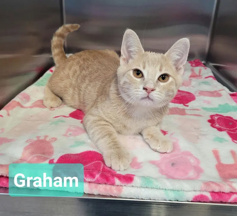 Graham, photo 2