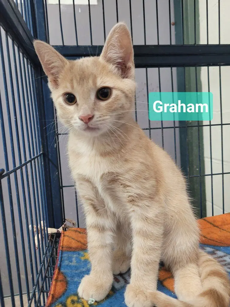 Graham, photo 4