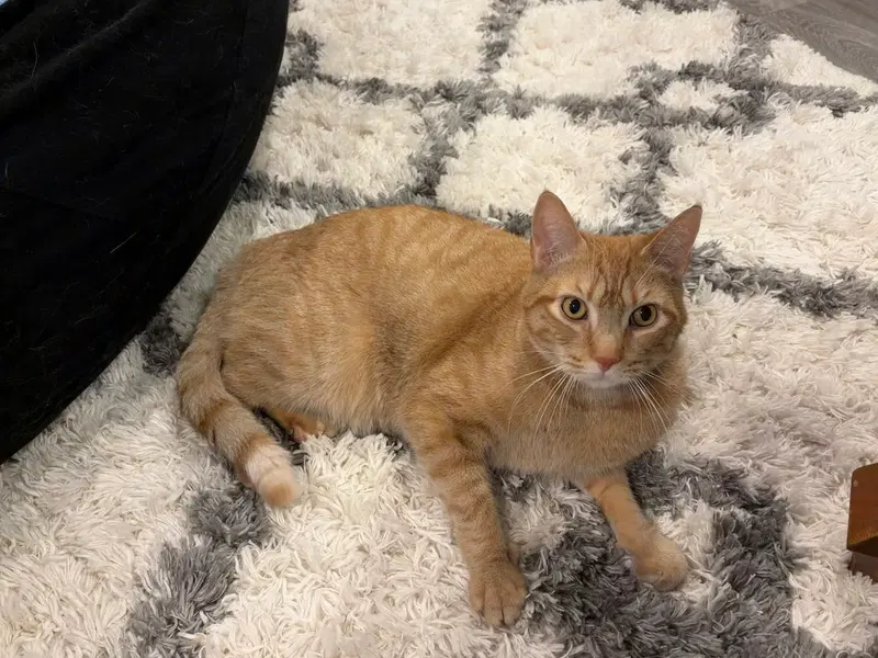 Antman, an adult male cat up for adoption