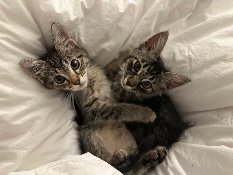 Mercury & Mars, young male cats up for adoption