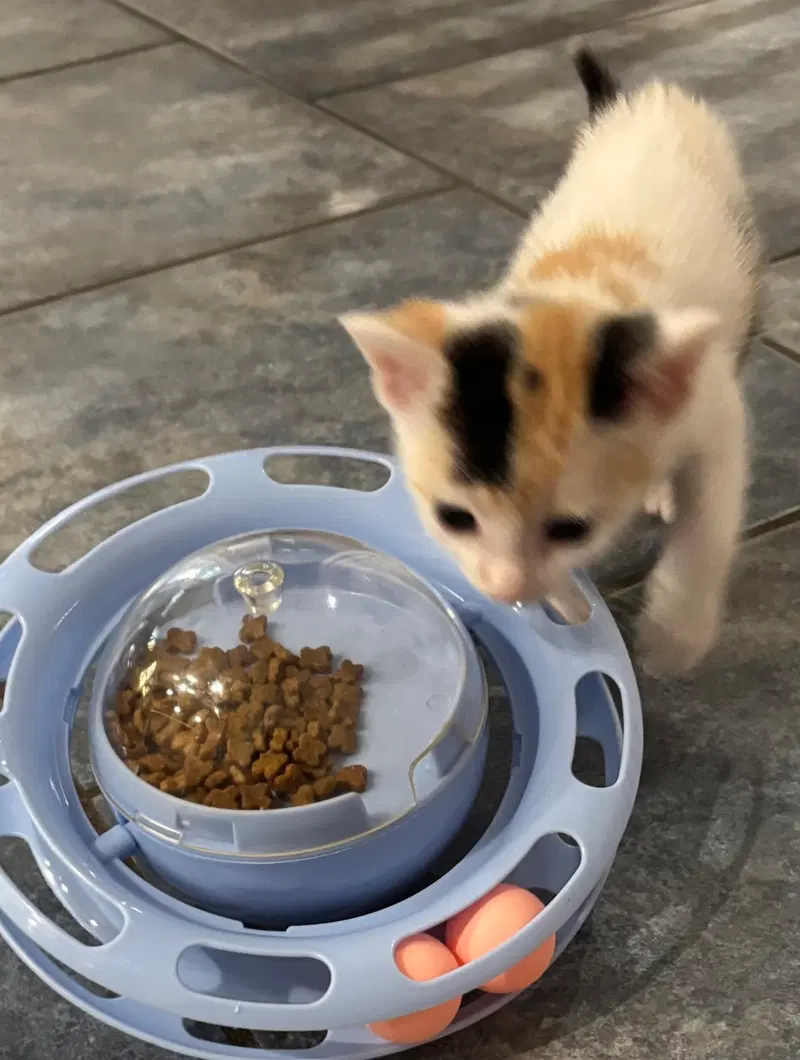 Flan, a female Calico kitten up for adoption