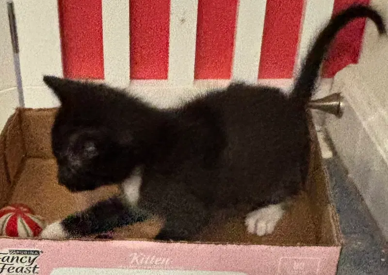 Creme Brulee, a male kitten up for adoption