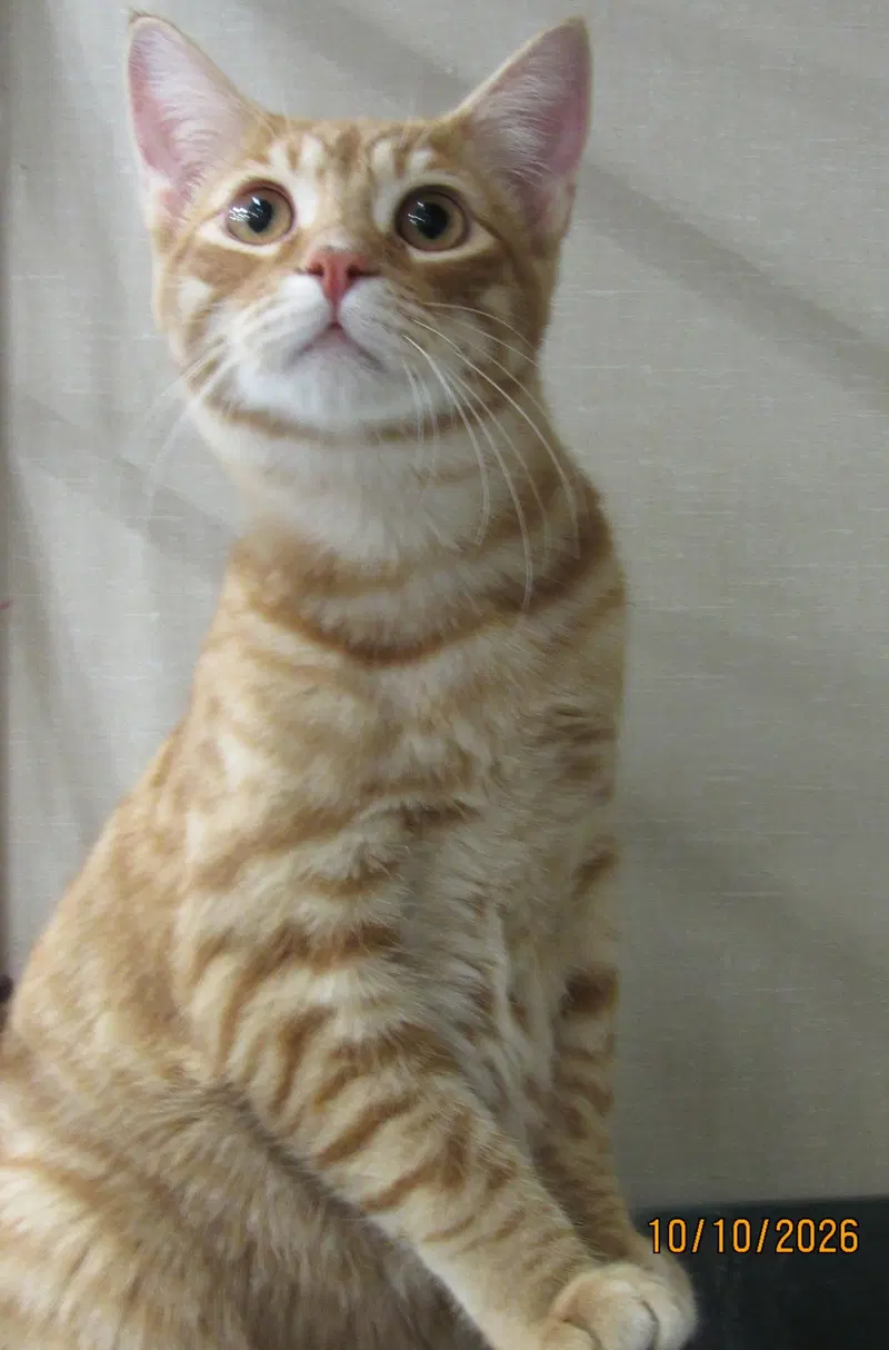 Ahadi, a male Tabby kitten up for adoption