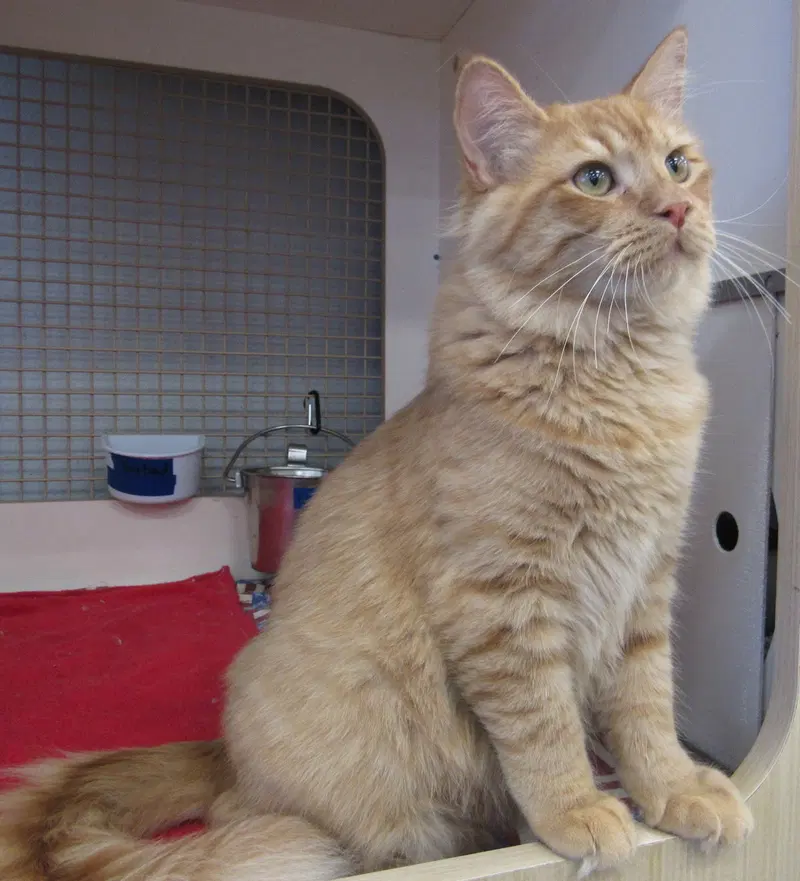 Kopa, a male Tabby kitten up for adoption