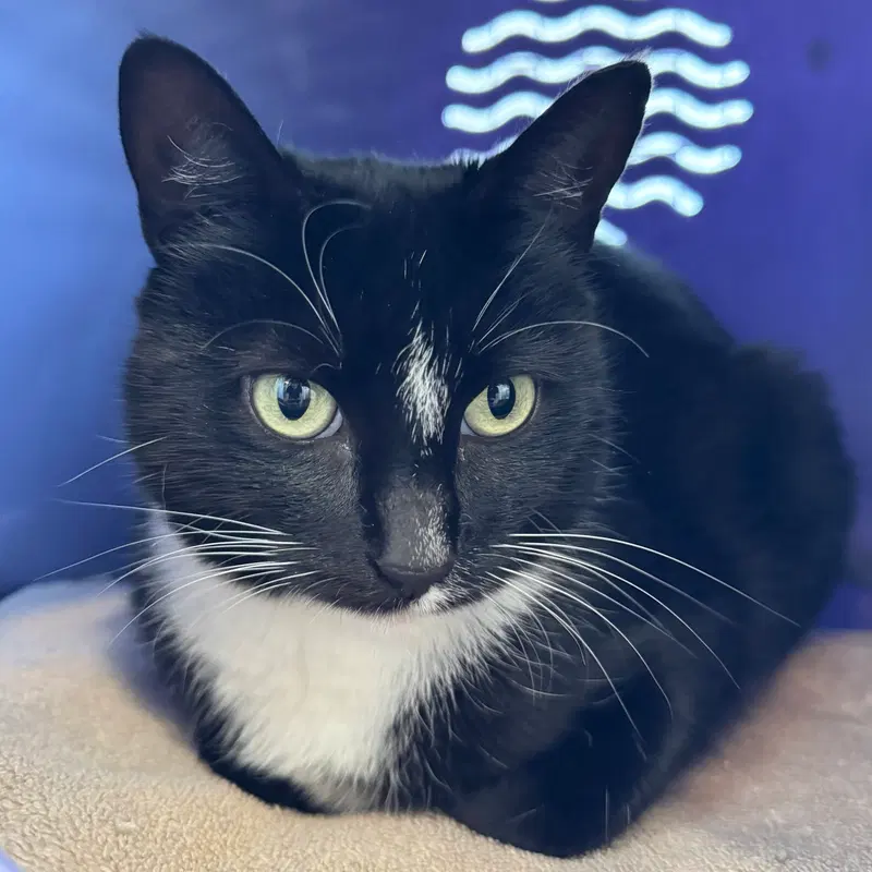 Morticia, an adult female cat up for adoption