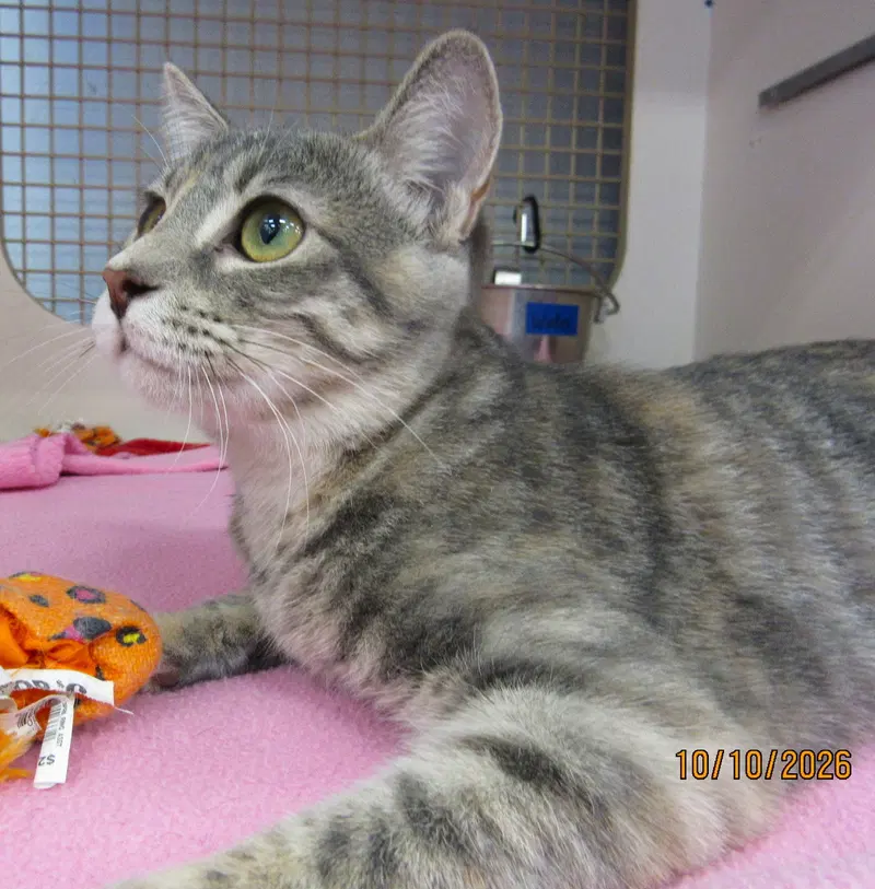 Nuka, a female Tabby kitten up for adoption