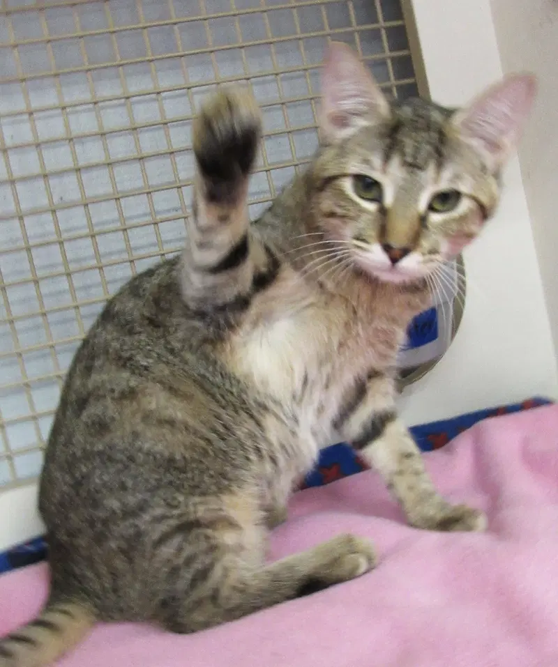 Crackle, a female Tabby kitten up for adoption