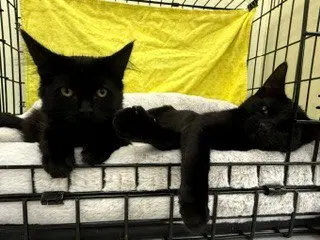 Triple Dipper and Baja Blast, male kittens up for adoption